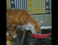 Orange cat licks pan 