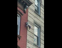 Horse and dog plushie hang from side of apartment 