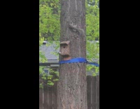 Bird defends its nest from the squirrel on the tree