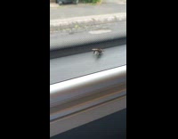 Bumblebee twerking near car window 