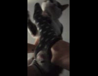 Owner holds up gray and white cat with feet