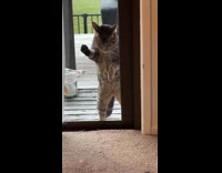 Collab Clips MPUGC - Cat stares at cats and baby from window 