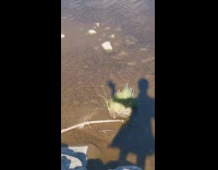 Shadow of person scare away fishes on pond