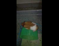 Hamster runs on top of green wheel 