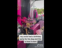 Collab BitchMP - Pink themed birthday party for chihuahua