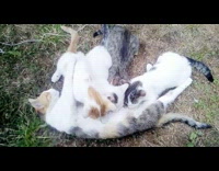Mom cat milk feed four kitten grass