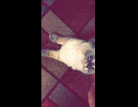 Kitten wants to stay underneath bowl