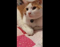 Cat lie down and hold its feet