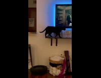 Black cat walk from countertop to shelf under TV