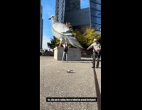 Old man trains pigeons follows his whistle