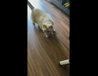 Cat Plays Fetch Near Bookshelf 