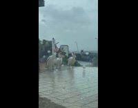 Seagull side stepping in front of pelican