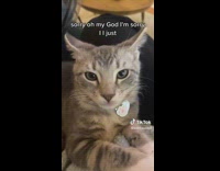 Girl trying to record sleeping cat drops phone