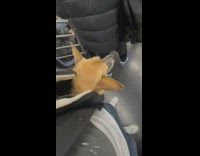 2 dogs get carried in bags on train 