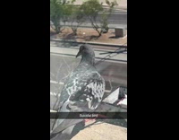 Pigeon jumps down from apartment window
