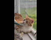 Blue bird says hi wakes up cat pt. 2