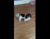 Collab KaleSaladIG - Black white dog stares at camera and wags tail