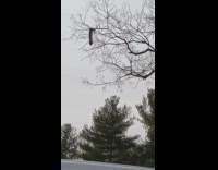 Squirrel hangs upside down the tree branch