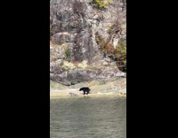 Collab PubityPets - Wild Bear Lets Out Poo by River