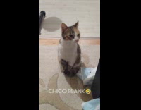 Cat looks for source of meowing audio 