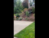 Man feeding herd of deer apples 