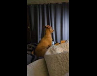 Brown dog on bed lean head backward part 1