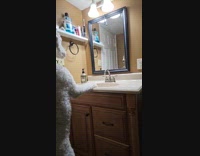 White dog stand and look at mirror