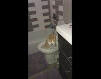orange cat using the restroom and sitting on toilet 