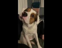 Dog is asked to whisper and quietly barks