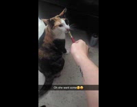 Cat sniffs the electronic cigarette of owner