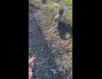 Lady Calls Squirrels and Gives them Chips