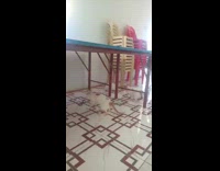 Cat jumps scared of snake on floor