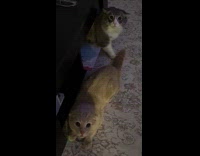 Cats scared owner cat mask