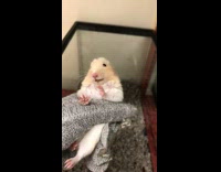 Grey glove frozen hamster suddenly moves
