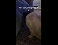 Collab Clips MPUGC - Cat angry about wearing knitted beanie