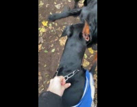 Dog licks and plays with other dog