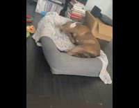 Brown dog rolls around grey bed growls 