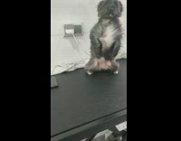 Grey white dog stand get blow dried