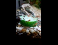 Shrimps in aquarium eat a cucumber slice