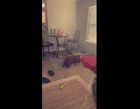 Guy asks dogs who ate his game 