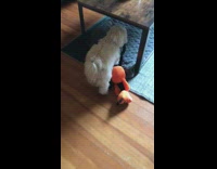 White dog plays toy under coffee table 