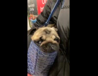 Dog inside bag of owner at subway