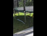 Black white bird brown bunny under trampoline 
