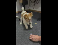 Dog play with mini fidget spinner toy