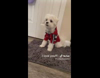 Small dog wearing red jacket and I love you audio