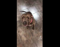 Collab BitchMP - Happy small dog pawing at girl