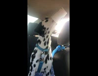 Dalmatian dog eats starbucks puppuccino treat car