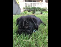 Tiny pug licks and lays in grass 