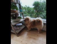 Cat hits brown dog eating grass plant 