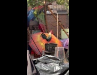 Rooster and cat at the messy backyard 